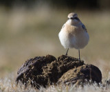 Black-eared Wheater (Oenanthe hispanica), Medelhavsstenskvtta
