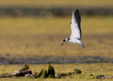 Black Tern (Chlidonias niger), Svarttrna
