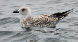 Yellow-legged Gull (Larus michahellis), Medelhavstrut