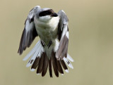 Lesser Grey Shrike (Lanius minor), Svartpannad trnskata