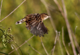 Zitting Cisticola (Cisticola juncidis), Grssngare