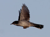 Sardinian Warbler (Sylvia melanocephala), Sammetshtta