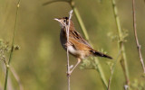 Zitting Cisticola (Cisticola juncidis), Grssngare