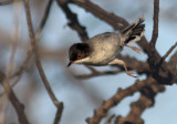 Sardinian Warbler (Sylvia melanocephala), Sammetshtta