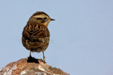 Black-Throated Accentor (Prunella atrogularis), Svartstrupig jrnspar