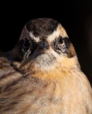 Black-Throated Accentor (Prunella atrogularis), Svartstrupig jrnspar