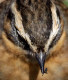 Black-Throated Accentor (Prunella atrogularis), Svartstrupig jrnsparv