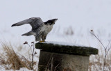 Falco rusticolus	Gyr Falcon	Jaktfalk