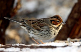 Little Bunting (Emberiza puzilla), Dvrgsparv