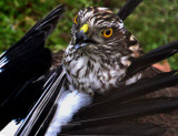 Eurasian Sparrowhawk (Accipiter nisus), Sparvhk