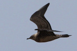 Fjllabb	Stercorarius longicaudus	Long-tailedSkua 