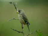 Yellow-billed Grosbeak (Eophona migratoria)