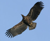 White-tailed Eagle (Haliaetus albicilla)