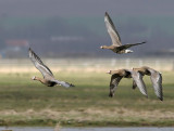 Greater White-fronted Goose (Anser albifrons), Blsgs