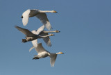 Whooper Swan (Cygnus cygnus), Sngsvan