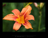 IGP0086 copy.jpg