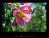 IGP0160 copy.jpg