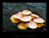 IGP1416 copy.jpg