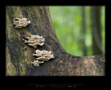IGP1464 copy.jpg