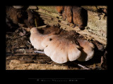 IGP1497 copy.jpg