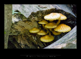 IGP1512 copy.jpg