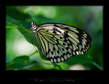 IGP1850 copy.jpg
