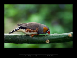 IGP0836 copy.jpg