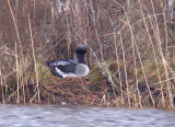 Storlom (gavia arctica)