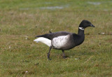 Brent Goose  Svartbukig prutgs  (Branta bernicla nigricans)