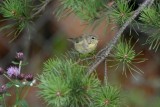 Willow Warbler Lövsångare (Phylloscopus trochilus)