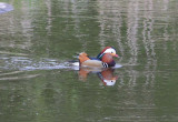 Mandarin Duck  Mandarinand  (Aix galericulata) 2009