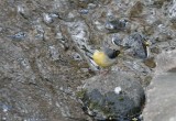 Grey Wagtail  Forsrla  (Motacilla cinerea)