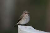 Spotted Flycatcher  Gr flugsnappare  (Muscicapa striata)