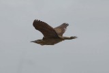 Great Bittern  Rrdrom  (Botaurus stellaris)