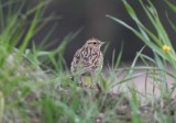 Wood Lark Trädlärka (Lullula arborea)