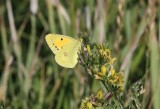  Clouded Yellow  Rdgul hfjril  (Colias croceus)