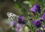 Bath White  Grnflckig vitfjril  (Pontia daplidice)