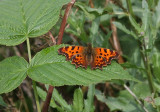 Comma  Vinbrsfuks  (Polygonia c-album)