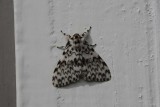 Black Arches  Barrskogsnunna  (Lymantria monacha)