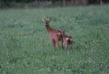 Rdjur  (Capreolus capreolus)