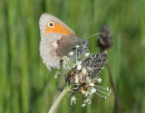 Small Heath  Kammgrsfjril  (Coenonympha pamphilus)