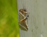 Buff Arches  Bandad hallonspinnare  (Habrosyne pyritoides)