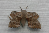 Poplar Hawk-moth  Poppelsvrmare  (Amorpha populi)