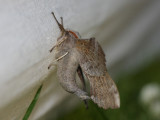 Poplar Hawk-moth  Poppelsvrmare  (Amorpha populi)