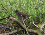 Thrush Nightingale Näktergal (Luscinia luscinia)