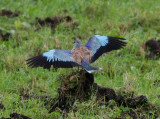 European Roller  Blkrka  (Coracias garrulus)