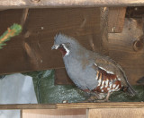 Mountain Quail