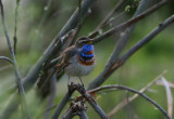 Bluethroat  Blhake  (Luscinia svecica)