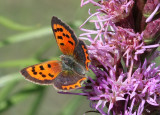 Small Copper  Mindre guldvinge  (Lycaena phlaeas)