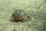 Leopard tortoise (Stigmochelys pardalis)